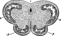 An illustration from The microscopy of vegetable foods : with special reference to the detection of adulteration and the diagnosis of mixtures (1906)