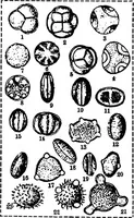 Picture 15 of 470 from The microscopy of vegetable foods : with special reference to the detection of adulteration and the diagnosis of mixtures (1906), leaf 54