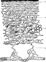 An illustration from The microscopy of vegetable foods : with special reference to the detection of adulteration and the diagnosis of mixtures (1906)
