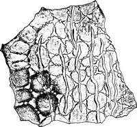 An illustration from The microscopy of vegetable foods : with special reference to the detection of adulteration and the diagnosis of mixtures (1906)