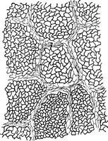 Picture 350 of 470 from The microscopy of vegetable foods : with special reference to the detection of adulteration and the diagnosis of mixtures (1906), leaf 543