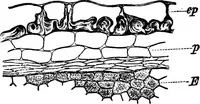 Picture 351 of 470 from The microscopy of vegetable foods : with special reference to the detection of adulteration and the diagnosis of mixtures (1906), leaf 544