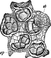 An illustration from The microscopy of vegetable foods : with special reference to the detection of adulteration and the diagnosis of mixtures (1906)