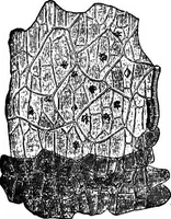 An illustration from The microscopy of vegetable foods : with special reference to the detection of adulteration and the diagnosis of mixtures (1906)