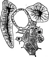 An illustration from The microscopy of vegetable foods : with special reference to the detection of adulteration and the diagnosis of mixtures (1906)
