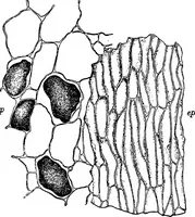 An illustration from The microscopy of vegetable foods : with special reference to the detection of adulteration and the diagnosis of mixtures (1906)