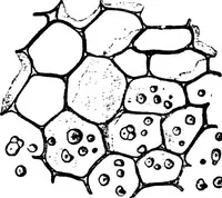 An illustration from The microscopy of vegetable foods : with special reference to the detection of adulteration and the diagnosis of mixtures (1906)
