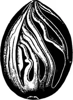 An illustration from The microscopy of vegetable foods : with special reference to the detection of adulteration and the diagnosis of mixtures (1906)