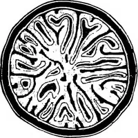 An illustration from The microscopy of vegetable foods : with special reference to the detection of adulteration and the diagnosis of mixtures (1906)