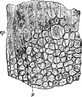 Picture 364 of 470 from The microscopy of vegetable foods : with special reference to the detection of adulteration and the diagnosis of mixtures (1906), leaf 557