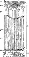 An illustration from The microscopy of vegetable foods : with special reference to the detection of adulteration and the diagnosis of mixtures (1906)