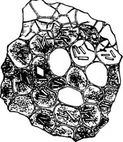 An illustration from The microscopy of vegetable foods : with special reference to the detection of adulteration and the diagnosis of mixtures (1906)