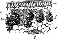 An illustration from The microscopy of vegetable foods : with special reference to the detection of adulteration and the diagnosis of mixtures (1906)