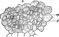 An illustration from The microscopy of vegetable foods : with special reference to the detection of adulteration and the diagnosis of mixtures (1906)