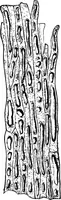 Picture 371 of 470 from The microscopy of vegetable foods : with special reference to the detection of adulteration and the diagnosis of mixtures (1906), leaf 567