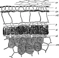 An illustration from The microscopy of vegetable foods : with special reference to the detection of adulteration and the diagnosis of mixtures (1906)