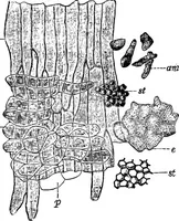 Picture 373 of 470 from The microscopy of vegetable foods : with special reference to the detection of adulteration and the diagnosis of mixtures (1906), leaf 569