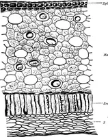 An illustration from The microscopy of vegetable foods : with special reference to the detection of adulteration and the diagnosis of mixtures (1906)