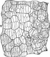 An illustration from The microscopy of vegetable foods : with special reference to the detection of adulteration and the diagnosis of mixtures (1906)