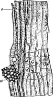 An illustration from The microscopy of vegetable foods : with special reference to the detection of adulteration and the diagnosis of mixtures (1906)