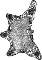 An illustration from The microscopy of vegetable foods : with special reference to the detection of adulteration and the diagnosis of mixtures (1906)