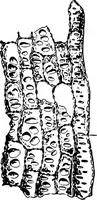 An illustration from The microscopy of vegetable foods : with special reference to the detection of adulteration and the diagnosis of mixtures (1906)
