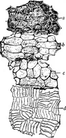 An illustration from The microscopy of vegetable foods : with special reference to the detection of adulteration and the diagnosis of mixtures (1906)