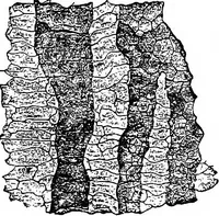An illustration from The microscopy of vegetable foods : with special reference to the detection of adulteration and the diagnosis of mixtures (1906)