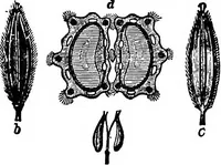 An illustration from The microscopy of vegetable foods : with special reference to the detection of adulteration and the diagnosis of mixtures (1906)