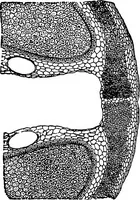 An illustration from The microscopy of vegetable foods : with special reference to the detection of adulteration and the diagnosis of mixtures (1906)
