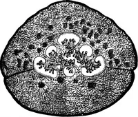 An illustration from The microscopy of vegetable foods : with special reference to the detection of adulteration and the diagnosis of mixtures (1906)