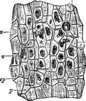 Picture 393 of 470 from The microscopy of vegetable foods : with special reference to the detection of adulteration and the diagnosis of mixtures (1906), leaf 599