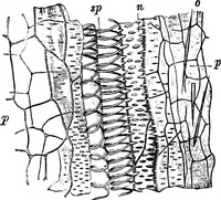 An illustration from The microscopy of vegetable foods : with special reference to the detection of adulteration and the diagnosis of mixtures (1906)