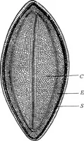 An illustration from The microscopy of vegetable foods : with special reference to the detection of adulteration and the diagnosis of mixtures (1906)