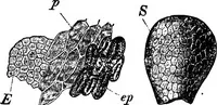 An illustration from The microscopy of vegetable foods : with special reference to the detection of adulteration and the diagnosis of mixtures (1906)