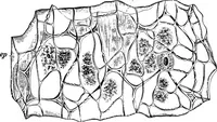Picture 396 of 470 from The microscopy of vegetable foods : with special reference to the detection of adulteration and the diagnosis of mixtures (1906), leaf 602