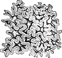 An illustration from The microscopy of vegetable foods : with special reference to the detection of adulteration and the diagnosis of mixtures (1906)