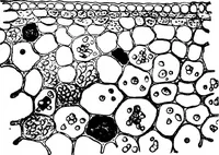 An illustration from The microscopy of vegetable foods : with special reference to the detection of adulteration and the diagnosis of mixtures (1906)