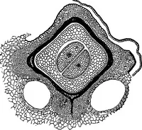 An illustration from The microscopy of vegetable foods : with special reference to the detection of adulteration and the diagnosis of mixtures (1906)