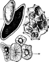 An illustration from The microscopy of vegetable foods : with special reference to the detection of adulteration and the diagnosis of mixtures (1906)