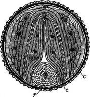 An illustration from The microscopy of vegetable foods : with special reference to the detection of adulteration and the diagnosis of mixtures (1906)