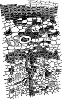 An illustration from The microscopy of vegetable foods : with special reference to the detection of adulteration and the diagnosis of mixtures (1906)
