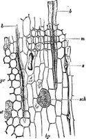 Picture 403 of 470 from The microscopy of vegetable foods : with special reference to the detection of adulteration and the diagnosis of mixtures (1906), leaf 611