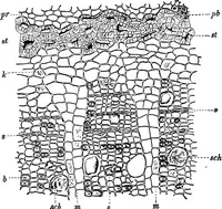 Picture 406 of 470 from The microscopy of vegetable foods : with special reference to the detection of adulteration and the diagnosis of mixtures (1906), leaf 617