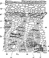 An illustration from The microscopy of vegetable foods : with special reference to the detection of adulteration and the diagnosis of mixtures (1906)