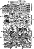 Picture 410 of 470 from The microscopy of vegetable foods : with special reference to the detection of adulteration and the diagnosis of mixtures (1906), leaf 621