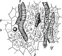 An illustration from The microscopy of vegetable foods : with special reference to the detection of adulteration and the diagnosis of mixtures (1906)