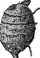 An illustration from The microscopy of vegetable foods : with special reference to the detection of adulteration and the diagnosis of mixtures (1906)