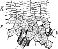 Picture 414 of 470 from The microscopy of vegetable foods : with special reference to the detection of adulteration and the diagnosis of mixtures (1906), leaf 627