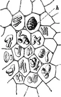 An illustration from The microscopy of vegetable foods : with special reference to the detection of adulteration and the diagnosis of mixtures (1906)